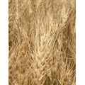 Семена пшеницы яровой Гранни
