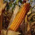 Семена кукурузы Росс 199 МВ раннеспелый