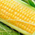 Семена кукурузы Галактика 2023 года ФАО 180 Раннеспелый