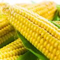 Семена кукурузы Галант 2023 года ФАО 200 Раннеспелый