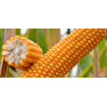 Семена кукурузы ЭПИЛОГ ФАО 230 Среднеранний от LIDEA Инсектицид