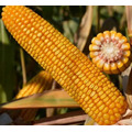 Семена кукурузы МЕТОД ФАО 380 Среднеспелый от LIDEA Инсектицид