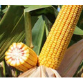 Семена кукурузы ГЛОРИФИ ФАО 280 Среднеранний от LIDEA Инсектицид