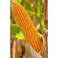 Семена кукурузы АСТЕРОИД ФАО 260 Ранний от LIDEA Инсектицид