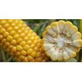 Семена кукурузы БОНД  ФАО 260 Среднеранний от LIDEA Инсектицид