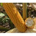 Семена кукурузы ГРИГРИ ФАО 250 Среднеранний от LIDEA Инсектицид