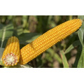 Семена кукурузы ХАББЛ ФАО 240 Среднеранний от LIDEA Инсектицид