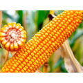 Семена кукурузы СИРРИУС ФАО 200 Среднеранний от LIDEA Инсектицид  BoostGo