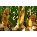 Семена кукурузы ФАРАДЕЙ ФАО 320 Среднеспелый от LIDEA Инсектицид  BoostGo