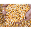 Семена кукурузы на зерно ЛГ ЖАКЛИН ФАО 230 Форс Зеа - Раннеспелый, кремнисто-зубовидный