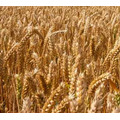Семена пшеницы озимой Московская 39 ЭС
