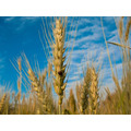 Семена озимой пшеницы Шарм, Юка