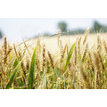 Семена озимой пшеницы Степь, Стиль-18