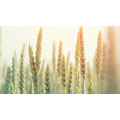 Семена озимой пшеницы Алексеич, Ахмат, Безостая-100