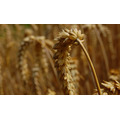 Семена озимой пшеницы, ячменя, тритикале на посевную 2022