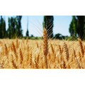 Семена озимой пшеницы сорт Безостая-100