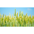 Семена озимой пшеницы в ассортименте ЭС, РС-1