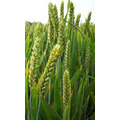 Семена озимой пшеницы сорт Безостая-100 ЭС, РС-1