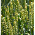 Семена озимой пшеницы сорта Классика, Стиль-18
