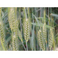 Семена озимой пшеницы сорт Стиль-18 ЭС, РС-1