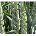 Семена озимой пшеницы сорт Классика ЭС