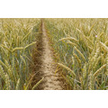 Семена озимой пшеницы сорт Безостая-100 ЭС, РС-1