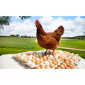 Реализуем куриные яйца крупным оптом С01С02С03