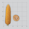 Семена гибридов кукурузы Лимагрен 2023 год