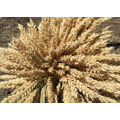 Семена озимой мягкой пшеницы сорт Таня 