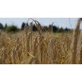 Семена пшеницы озимой
