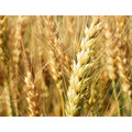 Семена озимой пшеницы Московская 56 