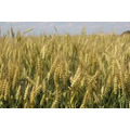 Продаю озимую пшеницу Немчиновская 85
