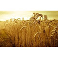 Продаётся пшеница оптом от производителя
