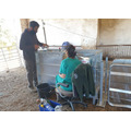 Бокс для ультразвуковой диагностики овец и коз