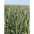 Семена озимой пшеницы и ячменя Элита, 1 РС
