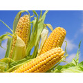 Гибриды семян кукурузы ДКС (Монсанто)