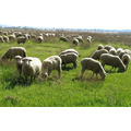 Продаётся кошара, где в настоящее время выращиваются овцы гиссарской породы.