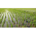 Рисовая система 614 гектар