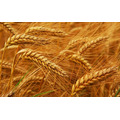 Закупаем пшеницу фуражную, влажную, ячмень и др.