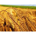 Продам семена яровой пшеницы РС-1, 3 сортов.