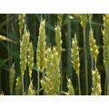 Семена пшеницы озимой  :Безостая 100, Маркиз, Караван, Дуплет, Ваня