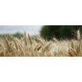 Семена пшеницы озимой  : Граф, Степь, Веха, Сварог