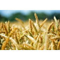Семена пшеницы озимой  : Жива, Юбилейная 100, Антонина, Баграт