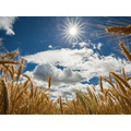 Семена пшеницы озимой  : Краса Дона, Станичная, Лидия