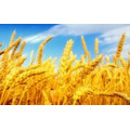 Семена пшеницы озимой  : Находка , Зерноградка 11, Донская Юбилейная, Аксинья