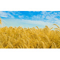 Семена пшеницы озимой  : Донская Лира, Магия, Миссия, Дон Стар, Губернатор Дона