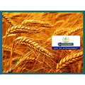 Закупаем пшеницу 3,4,5 класс от 500 тонн