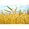 Продаю семена озимой пшеницы сорта Аксинья, Находка, Лидия, Танаис ЭС