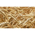Семена озимой пшеницы донской селекции  ЭСРС1РС2