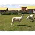 Овцы восточно-фризской породы чистокровные